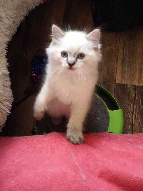 Ragdoll - foto 7