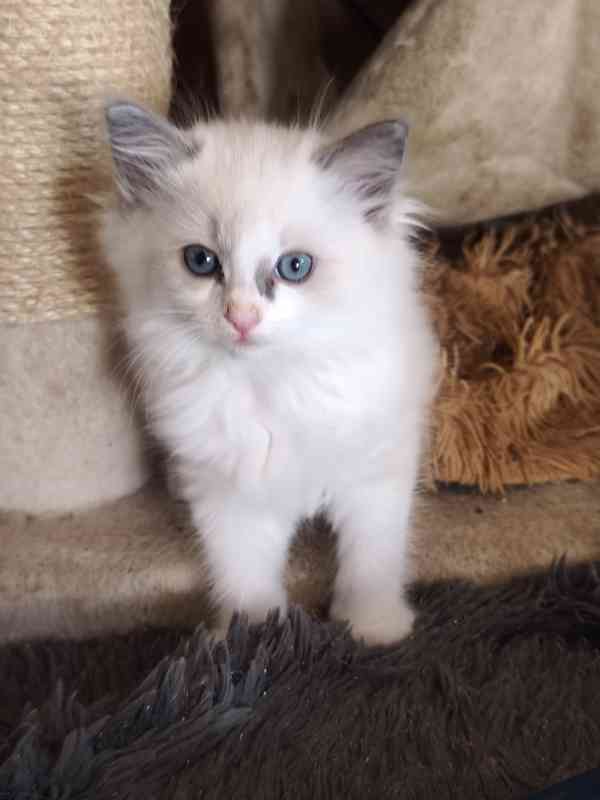Ragdoll - foto 5