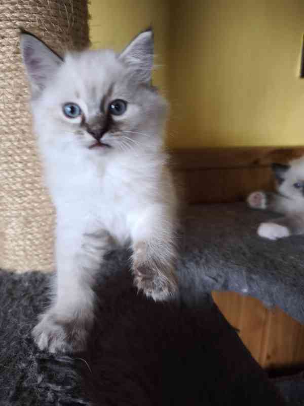 Ragdoll - foto 2