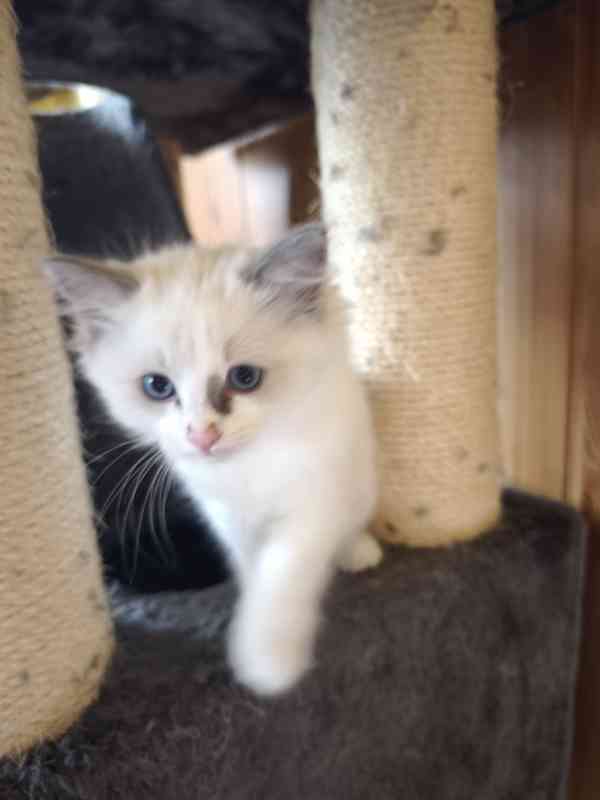 Ragdoll - foto 4
