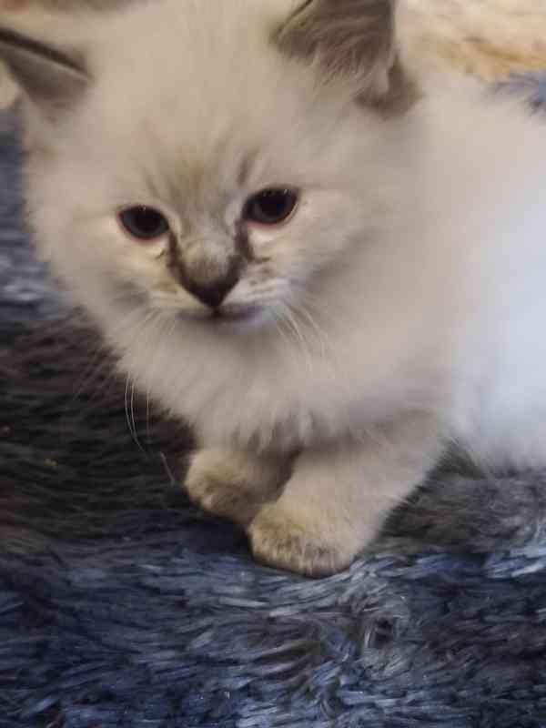 Ragdoll - foto 8