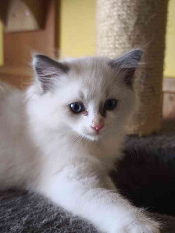 Ragdoll - foto 6