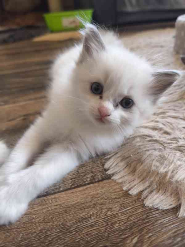 Ragdoll - foto 9