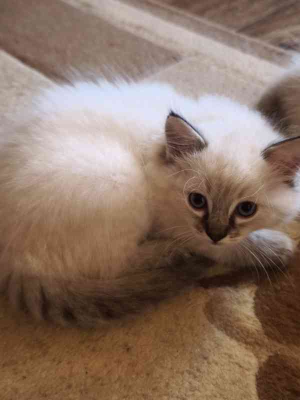Ragdoll - foto 11