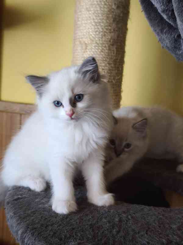 Ragdoll - foto 10