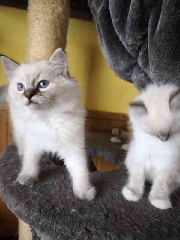 Ragdoll - foto 3