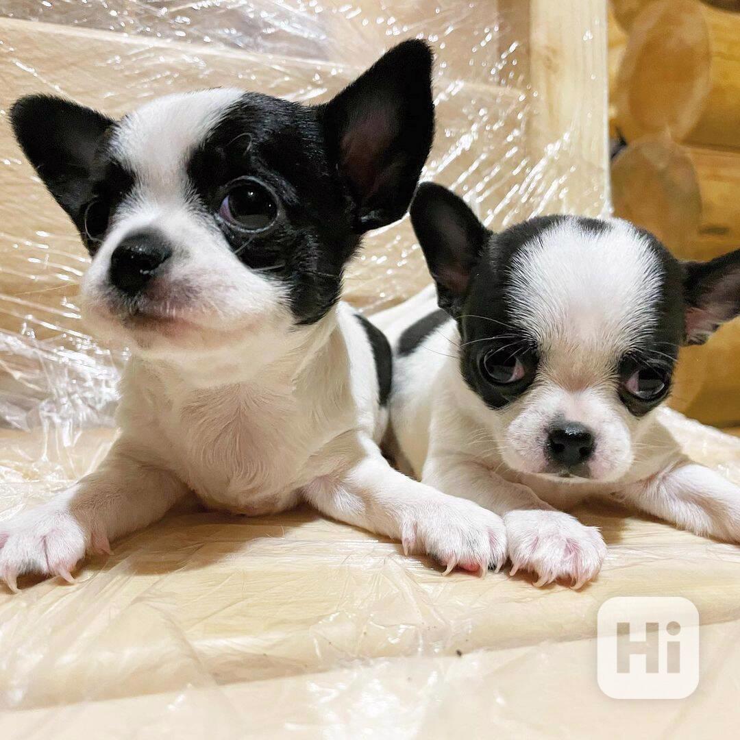 Nádherná bílá štěňata čivavy Nádherná bílá štěňata čivavy. B - foto 1