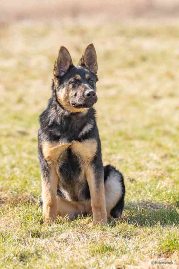 Německý ovčák s PP - foto 2