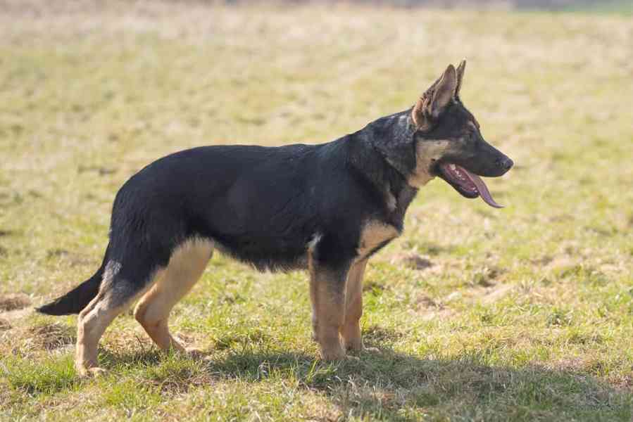 Německý ovčák s PP - foto 3