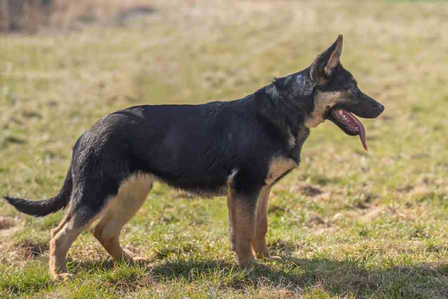 Německý ovčák s PP - foto 5