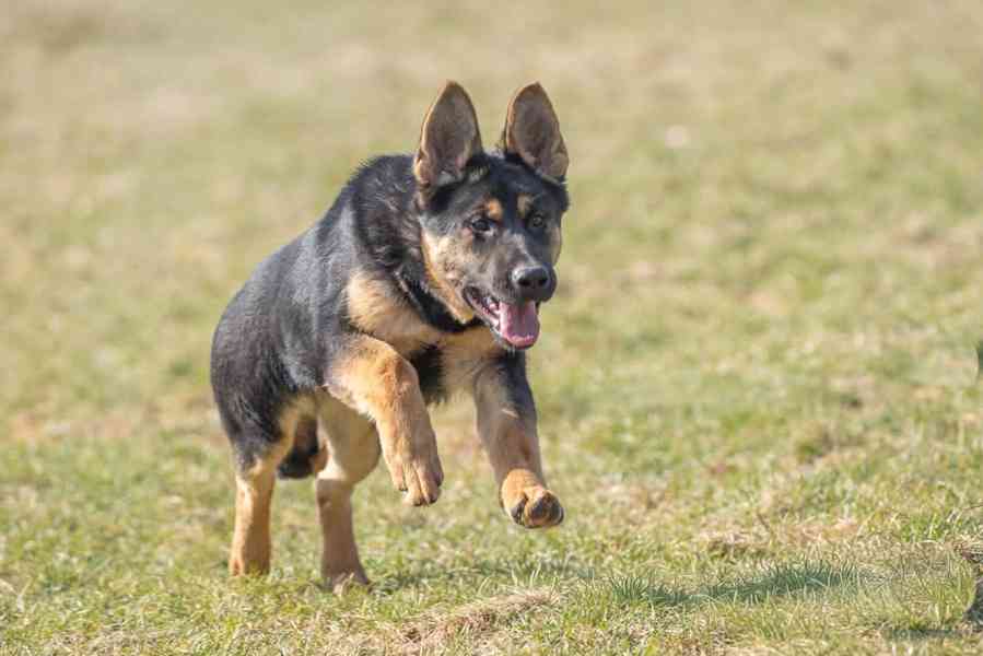 Německý ovčák s PP - foto 6