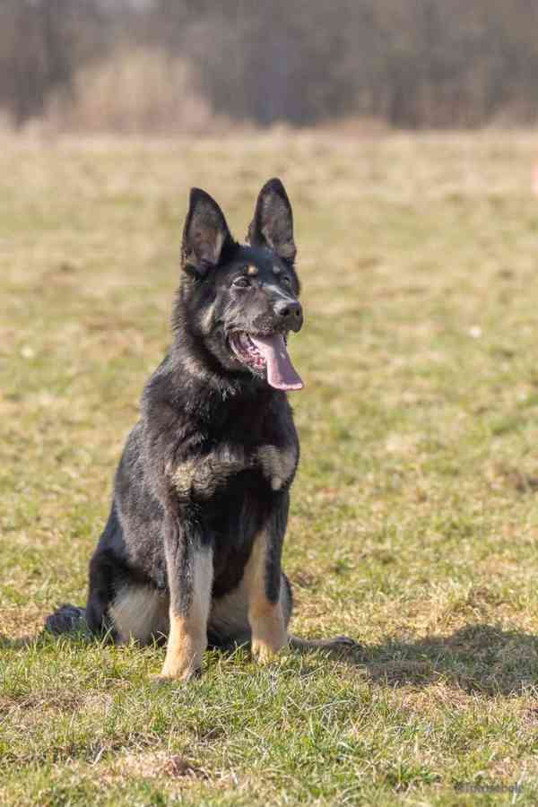 Německý ovčák s PP - foto 1