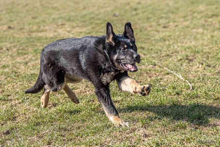 Německý ovčák s PP - foto 4