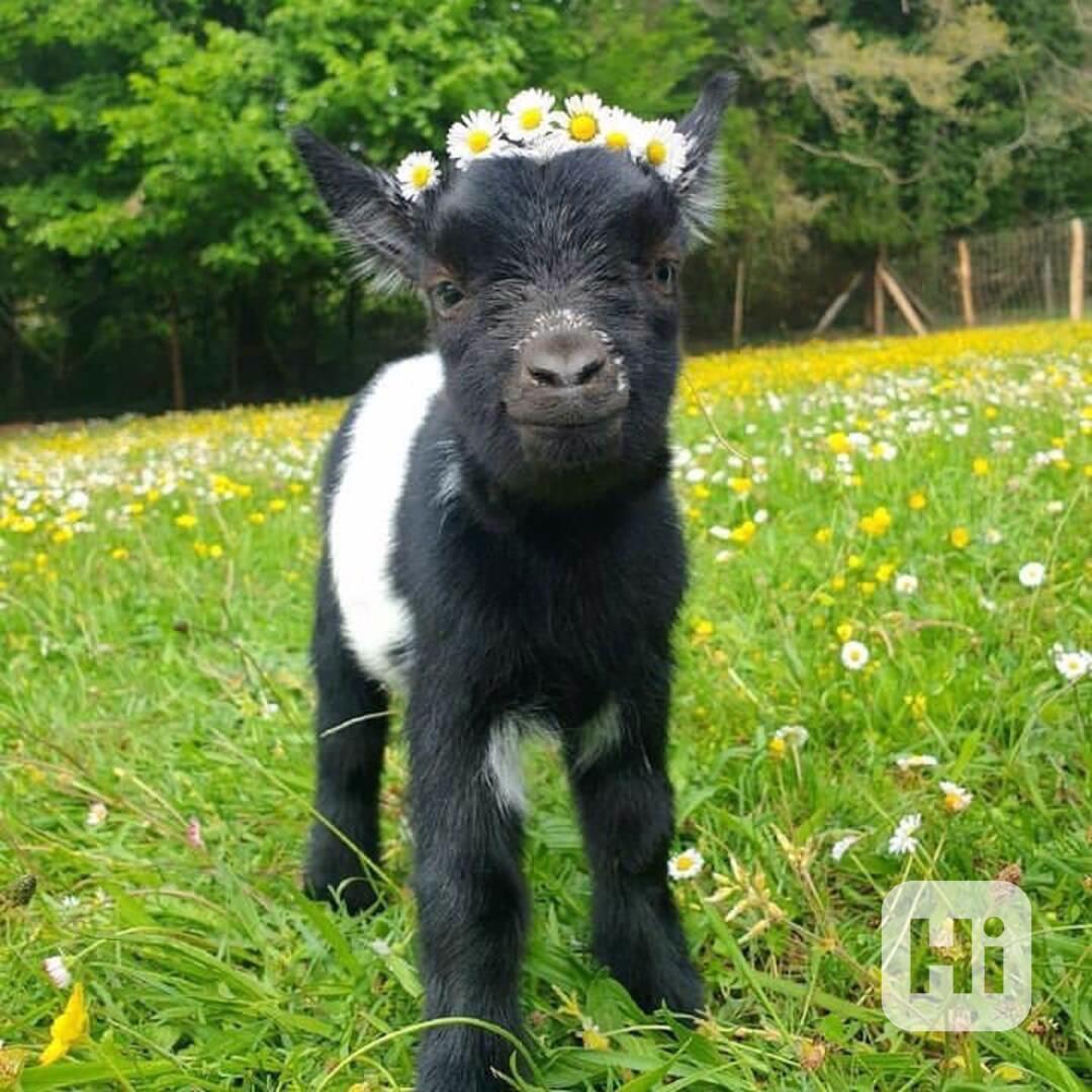 Prodám rozkošné angorské kozy! - foto 1