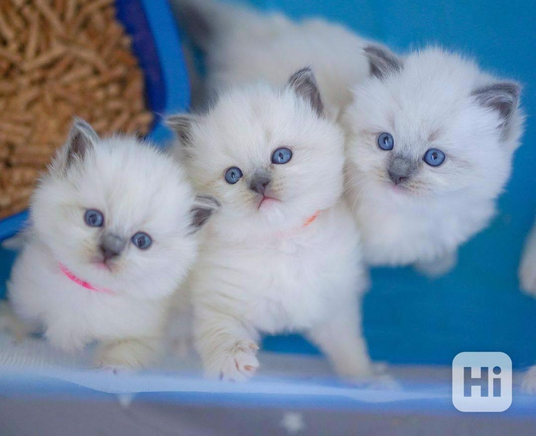 Zdarma ragdoll kotě k adopci hned teď  - foto 1