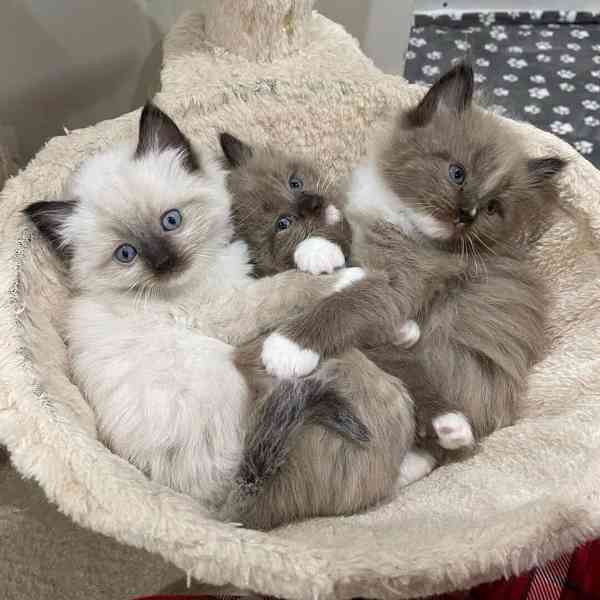 Zdarma ragdoll kotě k adopci hned teď  - foto 2