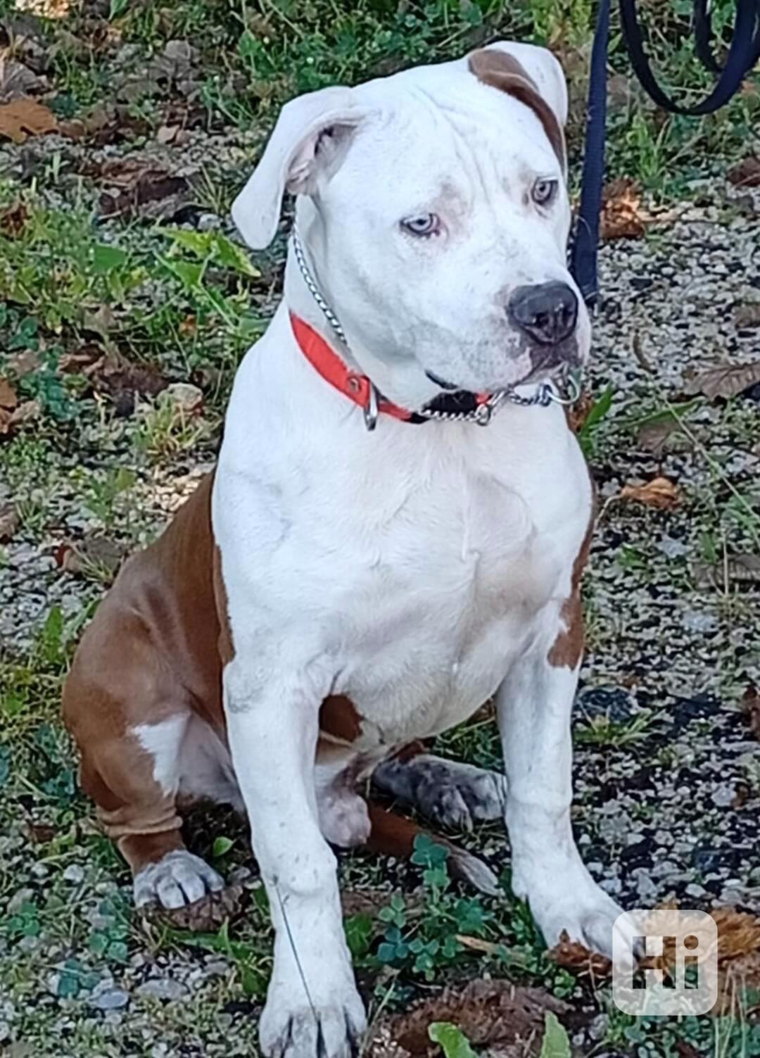 Americký stafordšírský teriér isabell št.s PP - foto 1