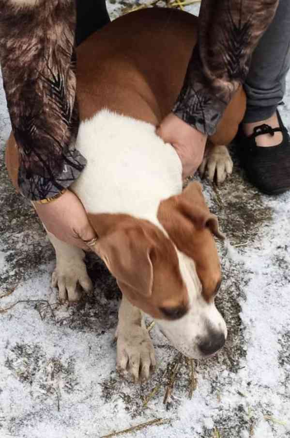 Americký stafordšírský teriér isabell št.s PP - foto 7