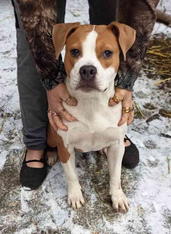 Americký stafordšírský teriér isabell št.s PP - foto 5