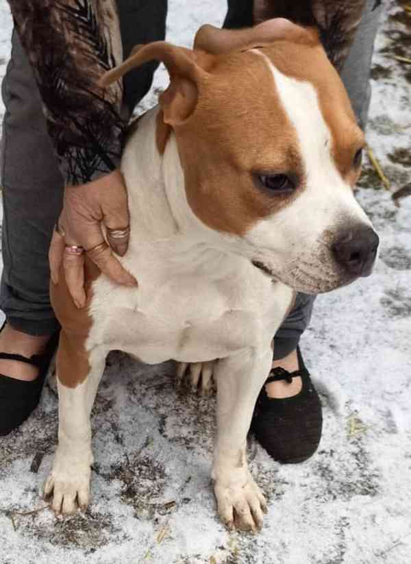 Americký stafordšírský teriér isabell št.s PP - foto 6