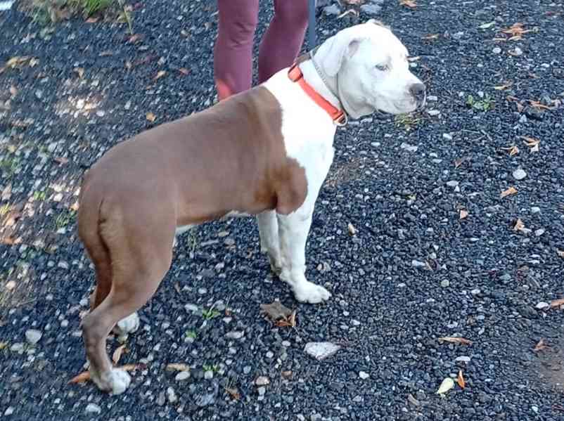 Americký stafordšírský teriér isabell št.s PP - foto 3