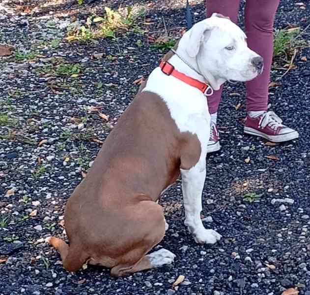 Americký stafordšírský teriér isabell št.s PP - foto 2