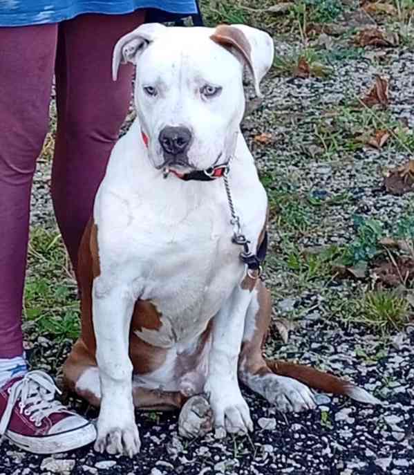 Americký stafordšírský teriér isabell št.s PP - foto 4