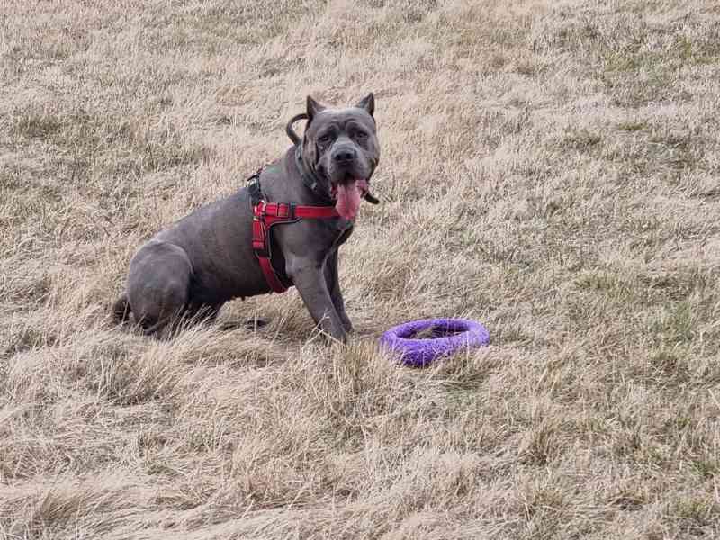 Americký bandog  - foto 5