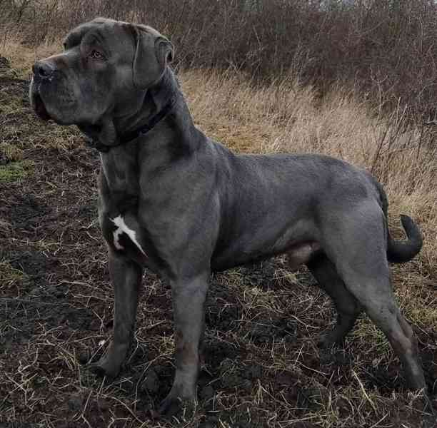 Americký bandog - bazar - Hyperinzerce.cz