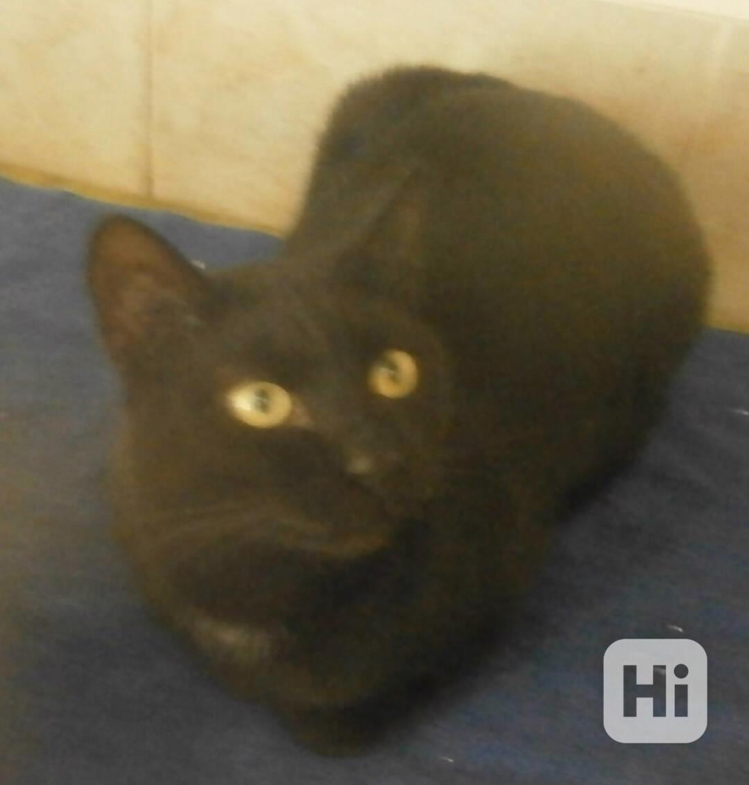 Hodný černý 3letý kocourek Tom hledá domov. - foto 1