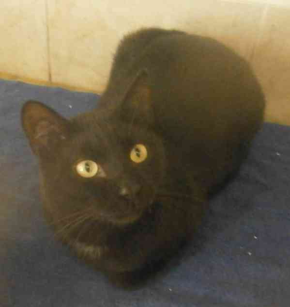 Hodný černý 3letý kocourek Tom hledá domov. - foto 2