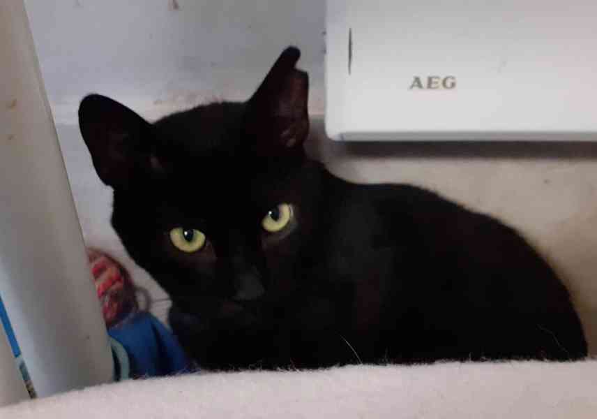 Hodný černý 3letý kocourek Tom hledá domov. - foto 5