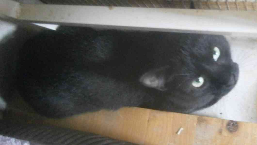 Hodný černý 3letý kocourek Tom hledá domov. - foto 3