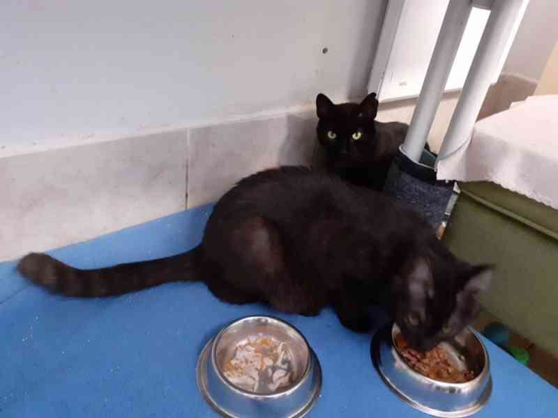 Hodný černý 3letý kocourek Tom hledá domov. - foto 7