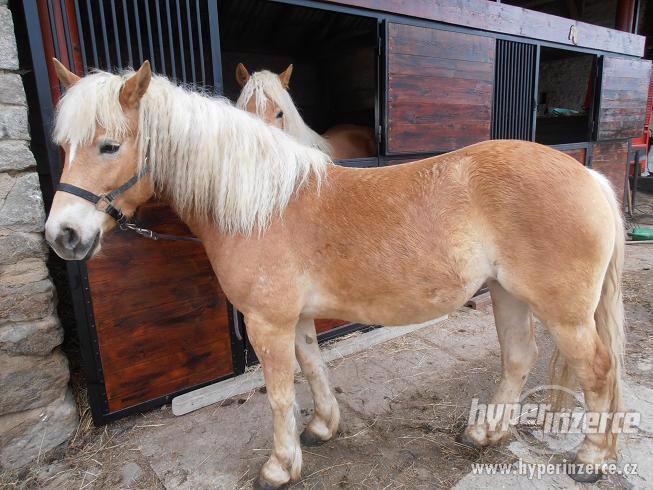 Prodám 3,5letou klisnu hafling - foto 1