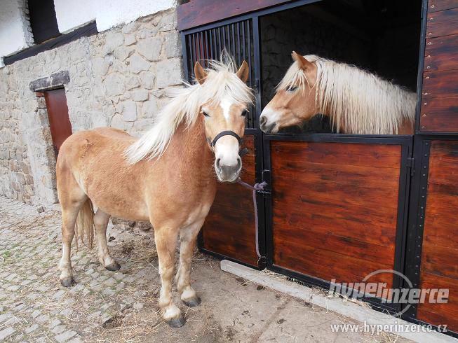 Prodám 3,5letou klisnu hafling - foto 2