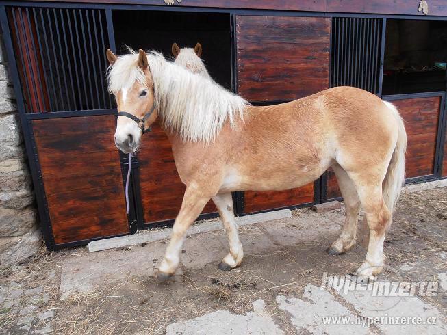 Prodám 3,5letou klisnu hafling - foto 3