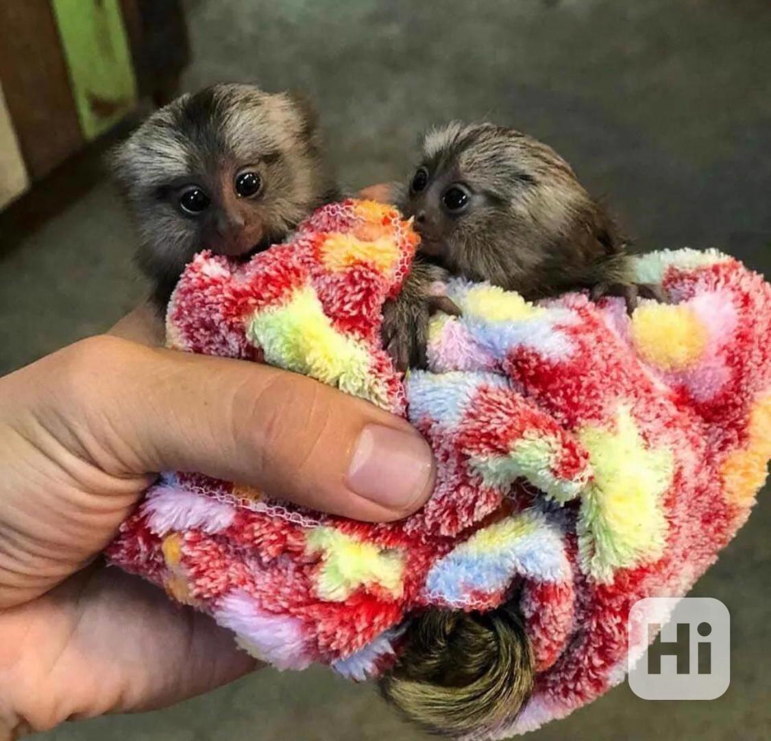 Mláďata kosmanů k adopci, samec a samice - foto 1