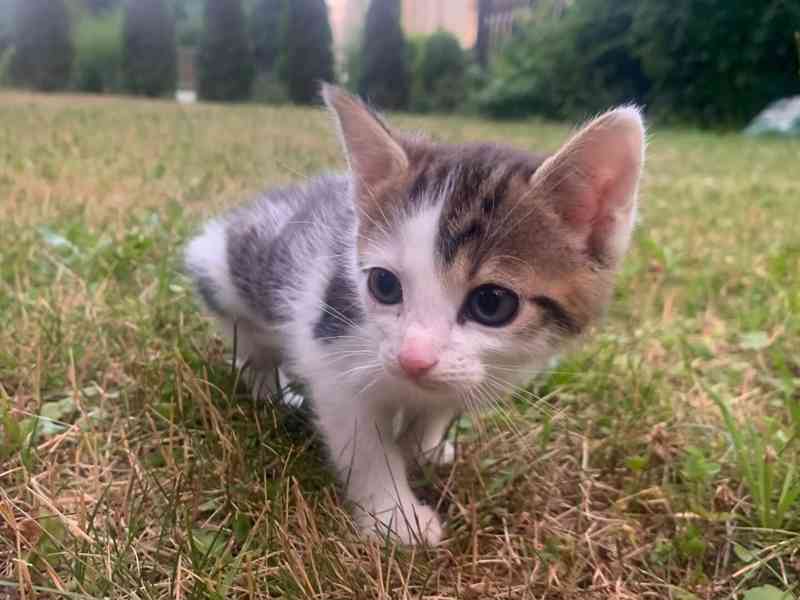 Daruji přítulná a hravá koťata - foto 3