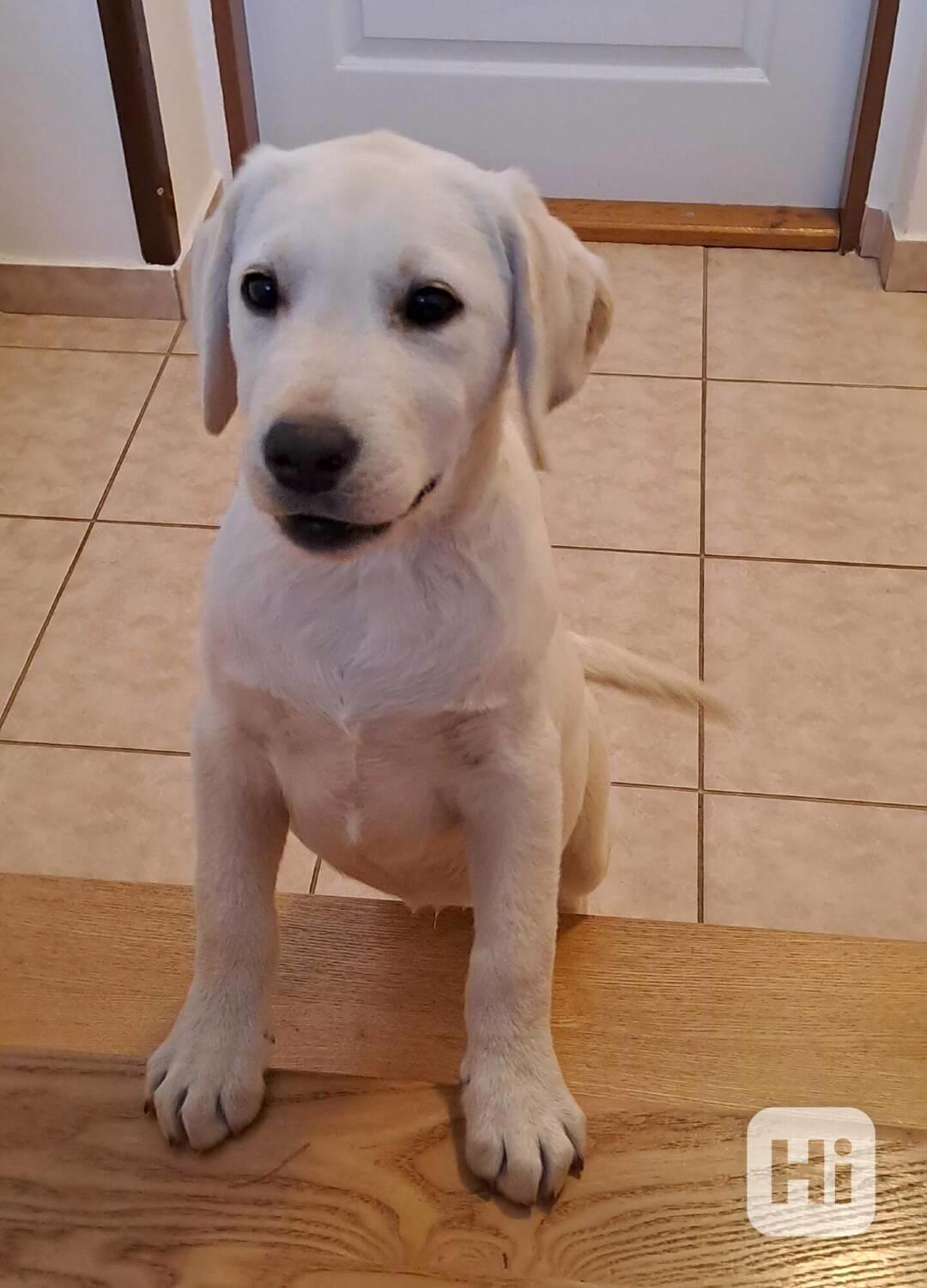 Labrador - pejek s PP - foto 1
