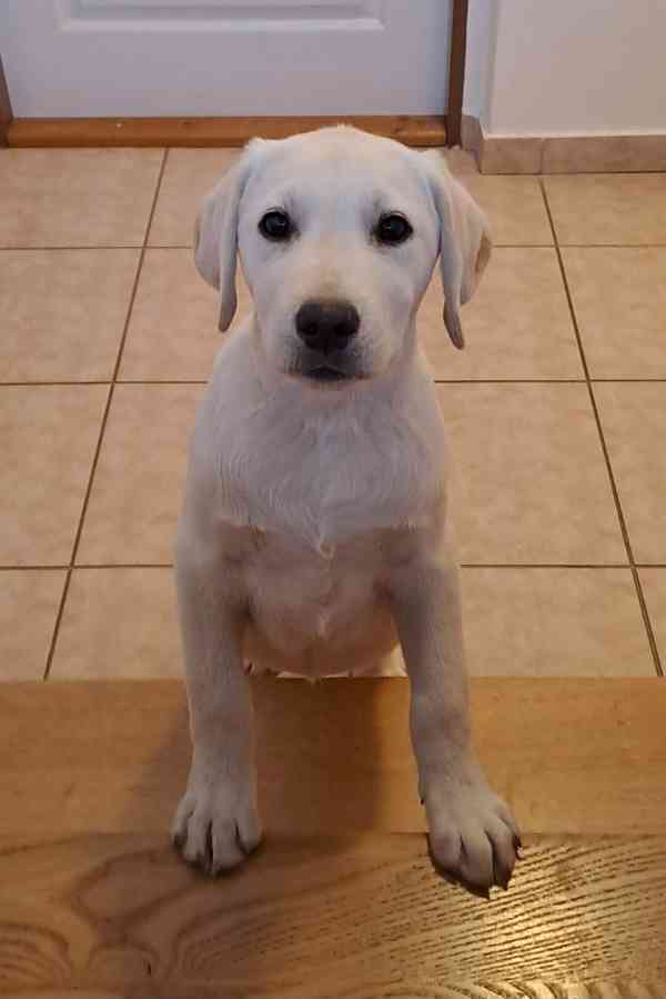 Labrador - pejek s PP - foto 2