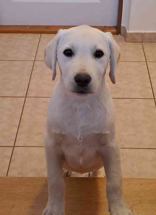 Labrador - pejek s PP - foto 4
