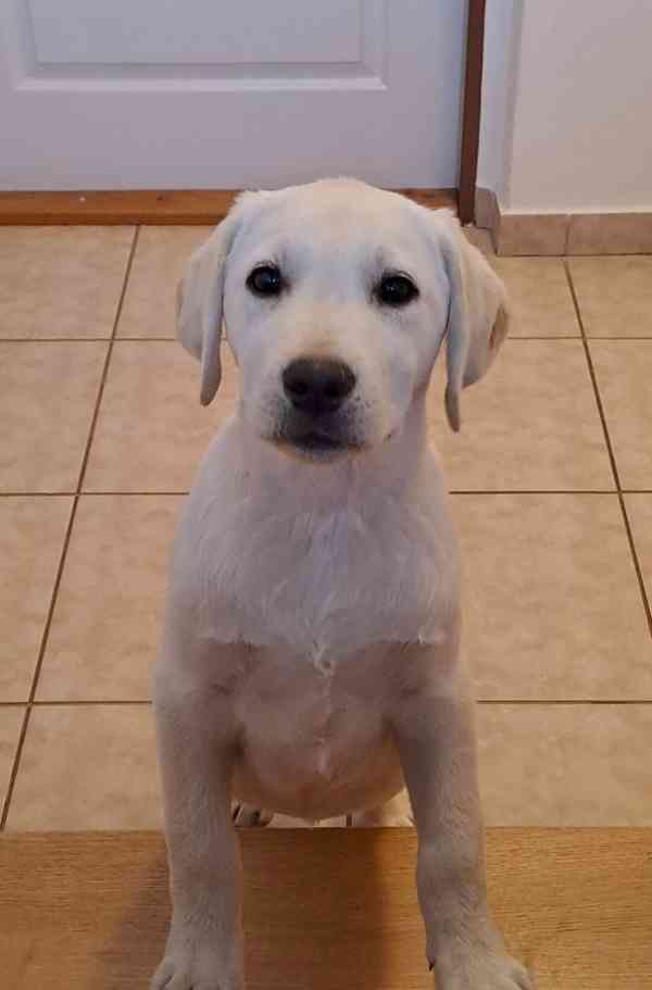 Labrador - pejek s PP - foto 3