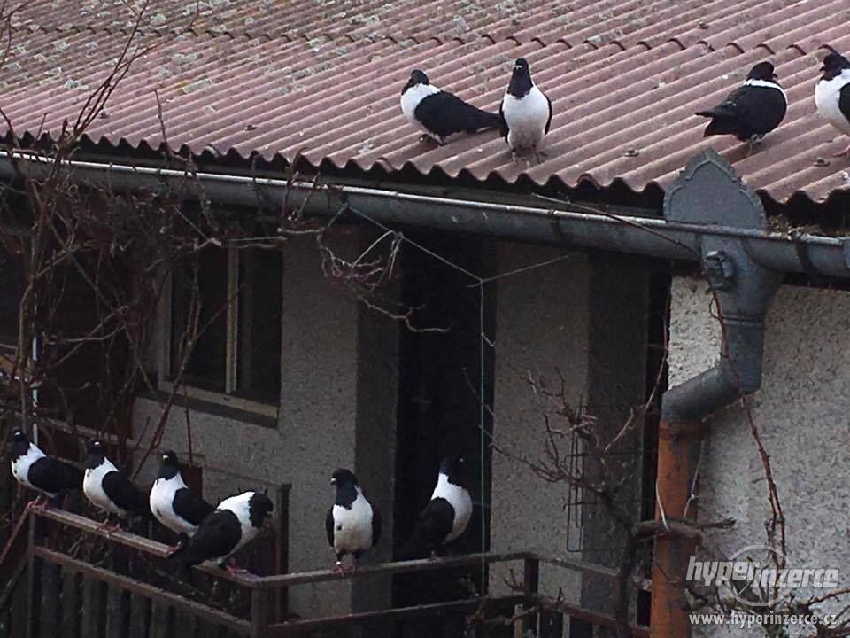 Moravský pštros černý - foto 1