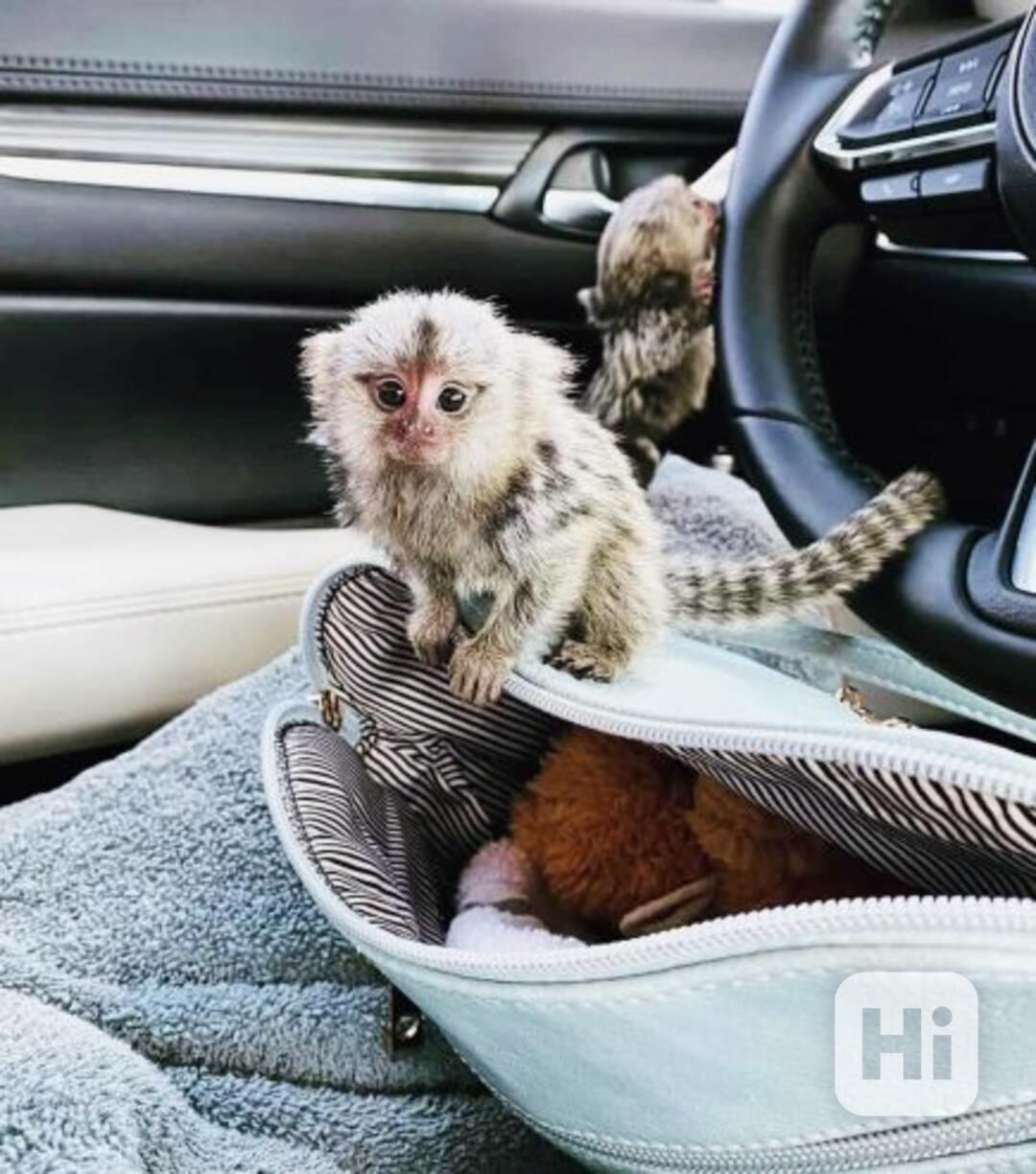 Malá rozkošná opička kosman - foto 1