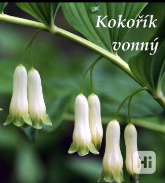 Kokorik