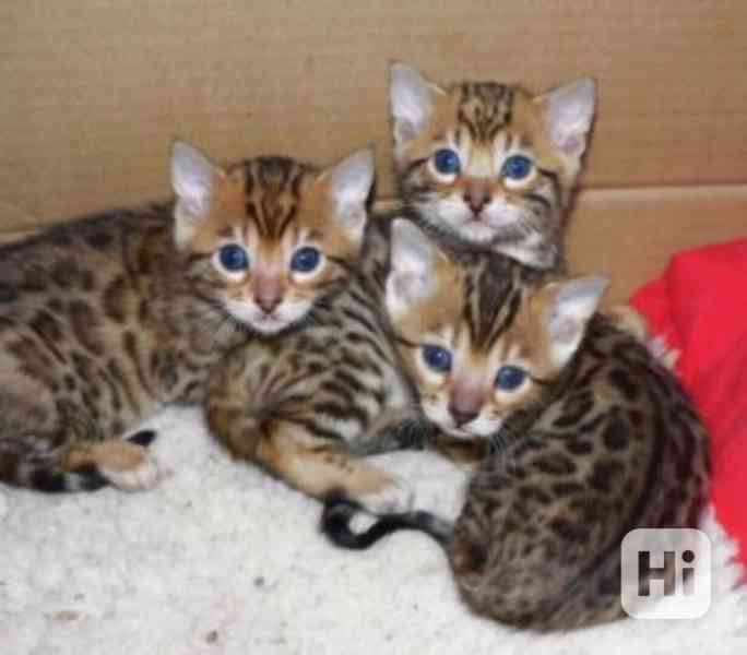přátelská  bengálská koťata  k adopci - foto 1