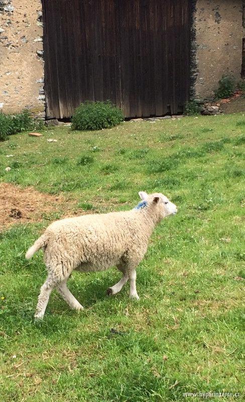 Prodám jehňata - foto 1