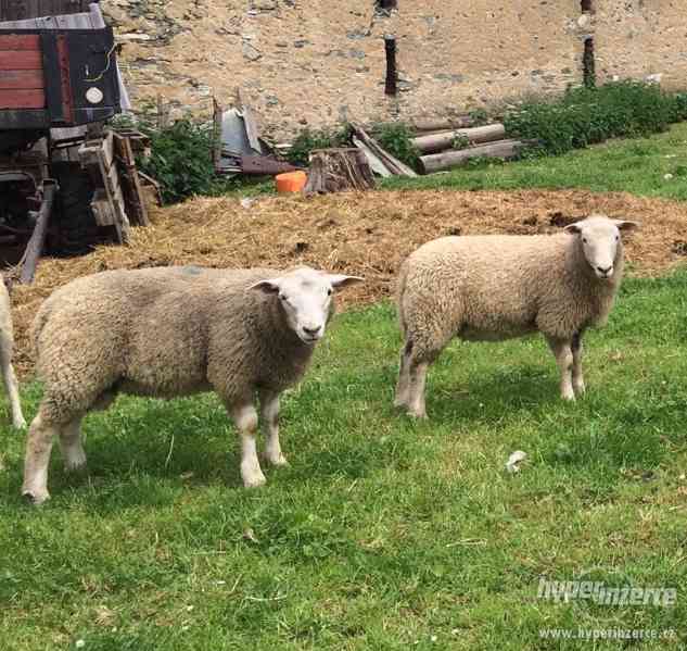 Prodám jehňata - foto 2