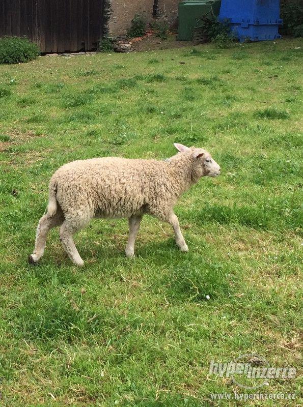 Prodám jehňata - foto 3